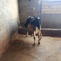 گاو زاییده|حیوانات مزرعه|گلپایگان, |دیوار