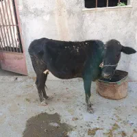 گاو گوساله|حیوانات مزرعه|کوهدشت, |دیوار