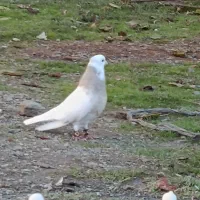 سه عدد طوقی|پرنده|بیلوار, |دیوار