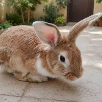 خرگوش طلایی
