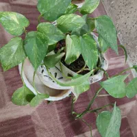 گل طبیعی|گل و گیاه طبیعی|مرند, |دیوار