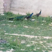 طاووس|پرنده|شیراز, حومه شیراز|دیوار