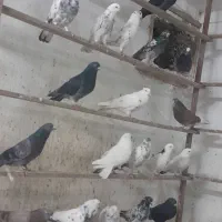 200کبوترپرشی وجوجه کشی|پرنده|قائم‌شهر, |دیوار