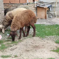 بره ماده|حیوانات مزرعه|سیمین شهر, |دیوار