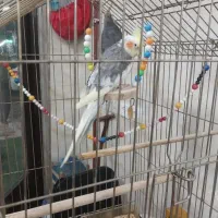 عروس دو عدد نر|پرنده|آستارا, |دیوار