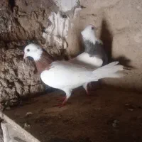 دو جفت کبوتر عتیقه
