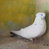 فروش چندتاکبوتر زیبا وسرکله ودار اصیل|پرنده|تهران, شهرآرا|دیوار