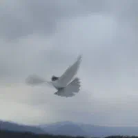 کبوتر|پرنده|مریوان, |دیوار