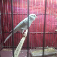 ۲عدد قناری ماده آماده|پرنده|اصفهان, زهران|دیوار