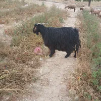 یه عددبزآبستن بفروش میرسد