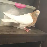 کبوتر بلندی