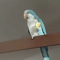 طوطی راعب (بم)