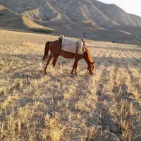 اسبیورقه|اسب و تجهیزات اسبسواری|شیروان (خراسان), |دیوار