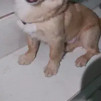 شیتزو روباهی|سگ|کوچصفهان, |دیوار