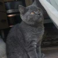 دختر خوشگل اسکاتیش