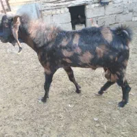 بز چریکی نر