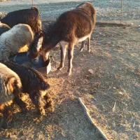 کره خر|حیوانات مزرعه|نورآباد ممسنی, |دیوار