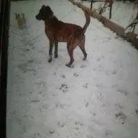 سگ گله|سگ|مشهد, شیرحصار|دیوار