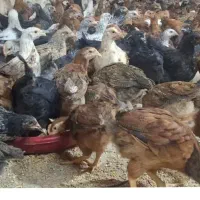 جوجه مرغ گلپایگانی