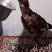 خروس ومرغ|حیوانات مزرعه|رضوانشهر, |دیوار