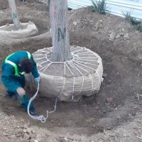 جابجایی درخت تخصص ماست توسط شرکت معتبروتیم حرفه ای