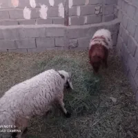 دوراس بره نر و ماده|حیوانات مزرعه|گلزار, |دیوار