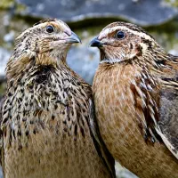 بلدرچین تخمگذار بالغ ۵۰ روزه