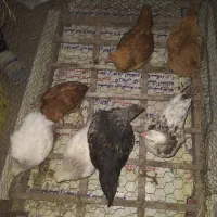 جوجه برهما وامپراطور