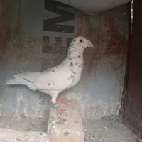 نر سار ماده ابلغ