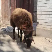قوچ