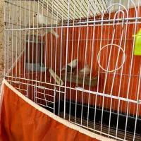 پرنده فنج|پرنده|سیرجان, |دیوار