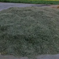 یونجه خرد شده