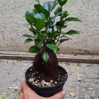 بونسای جینسینگ