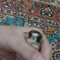 سهره رسمی دورگ|پرنده|کرج, حاجی آباد|دیوار