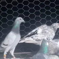 بیست عدد کفتر هوایی|پرنده|شیراز, شاپورجان|دیوار