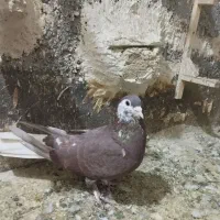 کفتر رنگه سینه هفرنگ دمسفید سارکاکلی ....|پرنده|مشهد, رستگار|دیوار