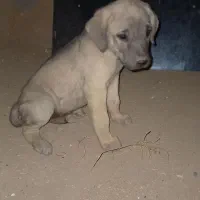 پژدر و تازی