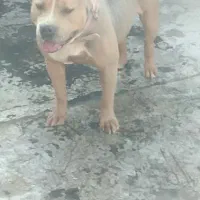 امریکن بولی ماده xl