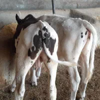گوساله