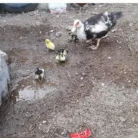 نرو ماده اردک روسی