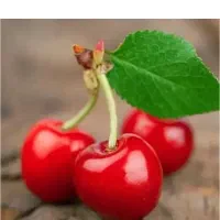 دانشجو خانم (تسلط انگلیسی )نیمه وقت
