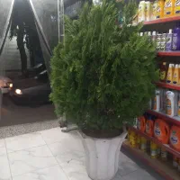 کاج کامیس پاریس
