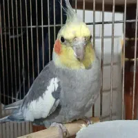 عروس هلندی