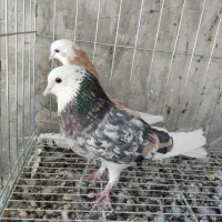 کفتر هما و هما شازده ابلغ