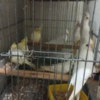 فروش چندجفت عروس هلندی مولدآلبینوولتینو