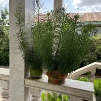 گل خارجی|گل و گیاه طبیعی|رشت, گلباغ نماز|دیوار