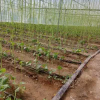 فروش سازه گلخانه طرح یزدی
