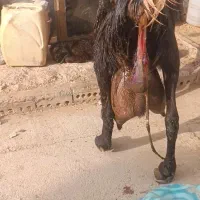 بز پاکستانی تازه زایده چندقلو زا شیرا|حیوانات مزرعه|تربت جام, جامرود|دیوار