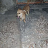 سگ بوجی درجه یک ۷میلیون