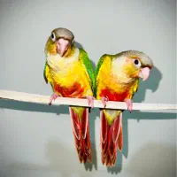 گرینچیک دبل رد ردچیک تراکویس اناناسی